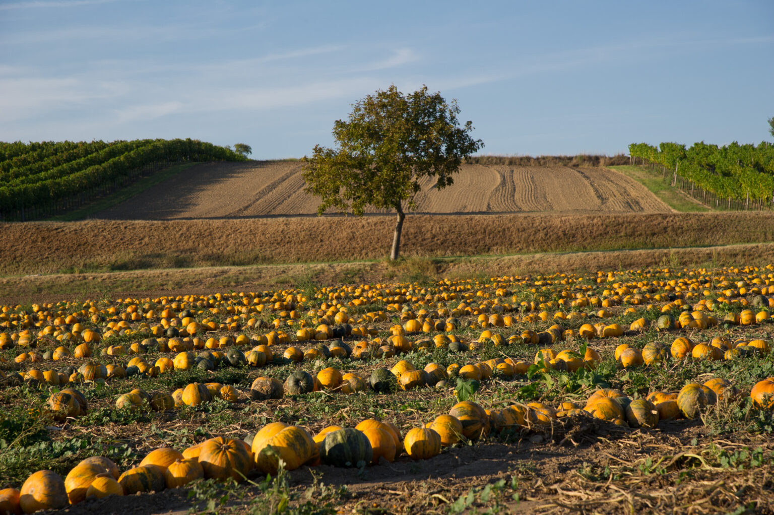 20110911-D3S_5401.jpg