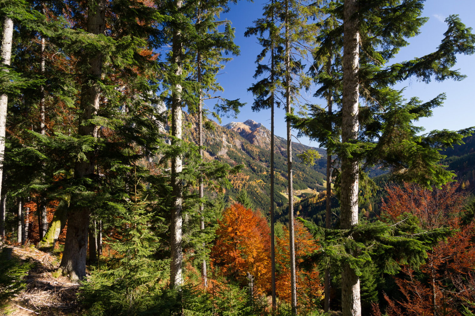 20111031-D3S_6594.jpg