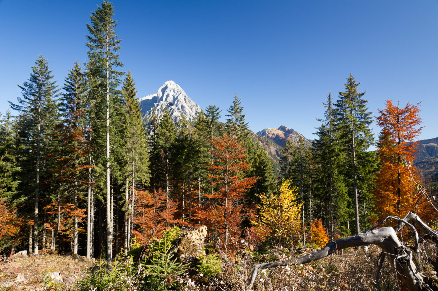 20111031-D3S_6601.jpg