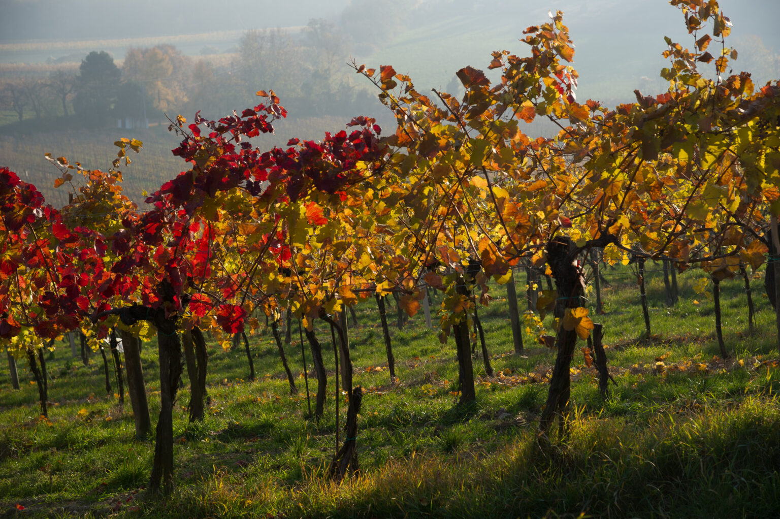 20111113-D3S_7053.jpg