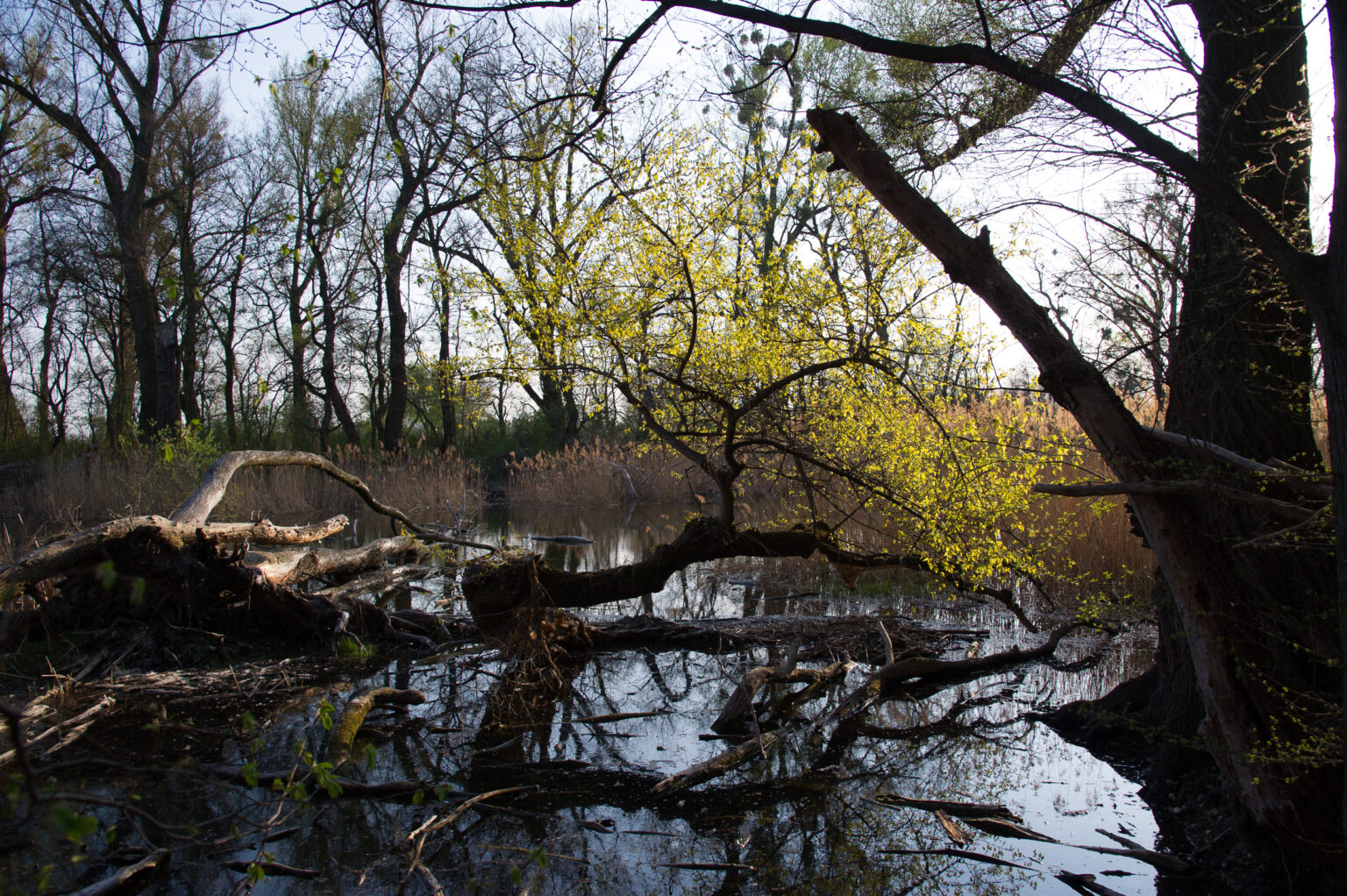 20120403-D3S_0628.jpg