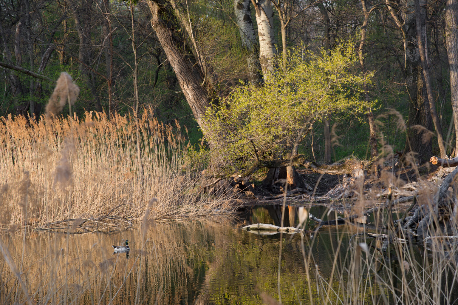 20120403-D3S_0637.jpg