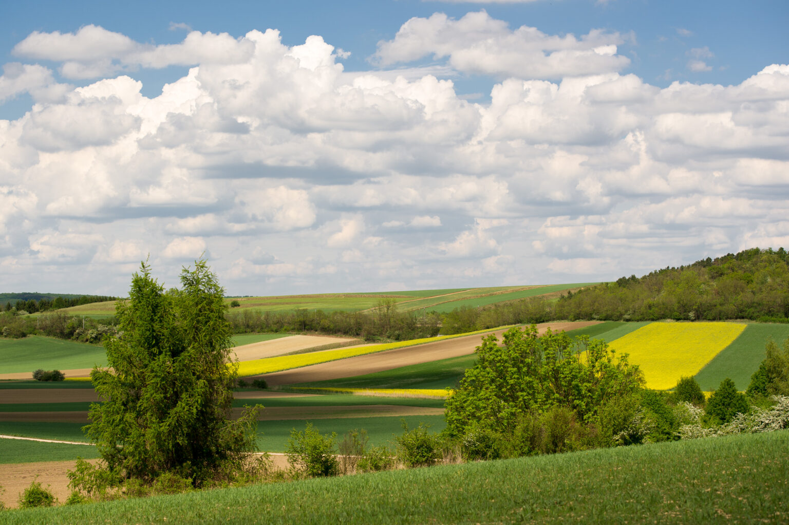 20120506-D3S_1915.jpg