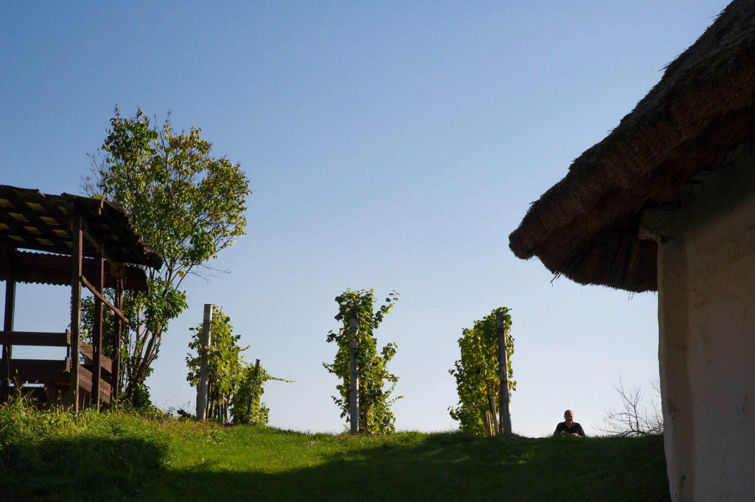 In den Heiligenbrunner Weinbergen
