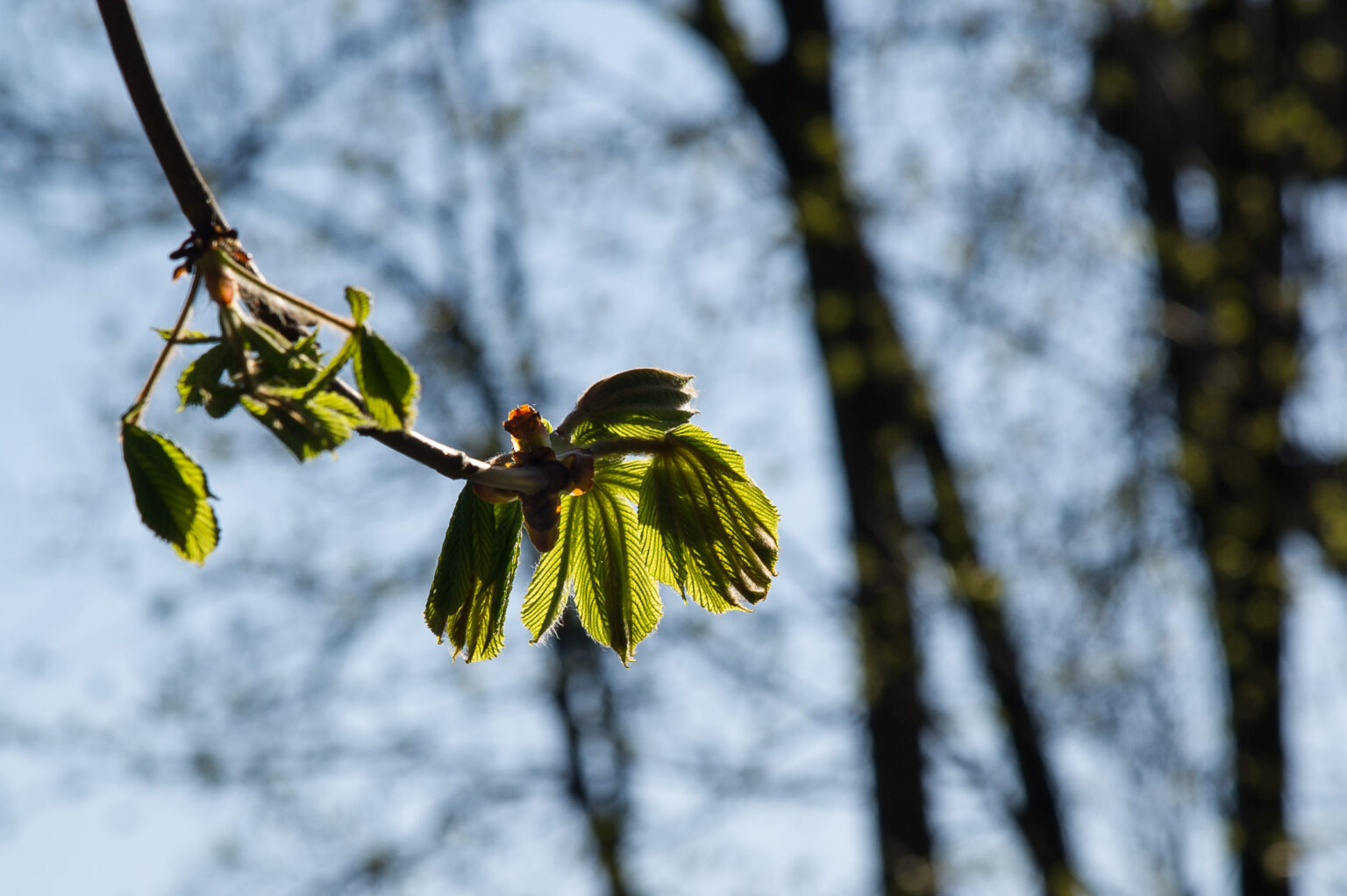 20130415-_D3S8067.jpg