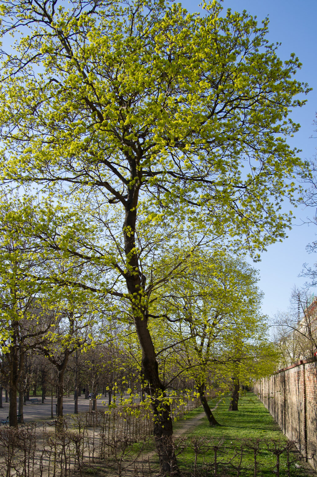 20130415-_D3S8087.jpg