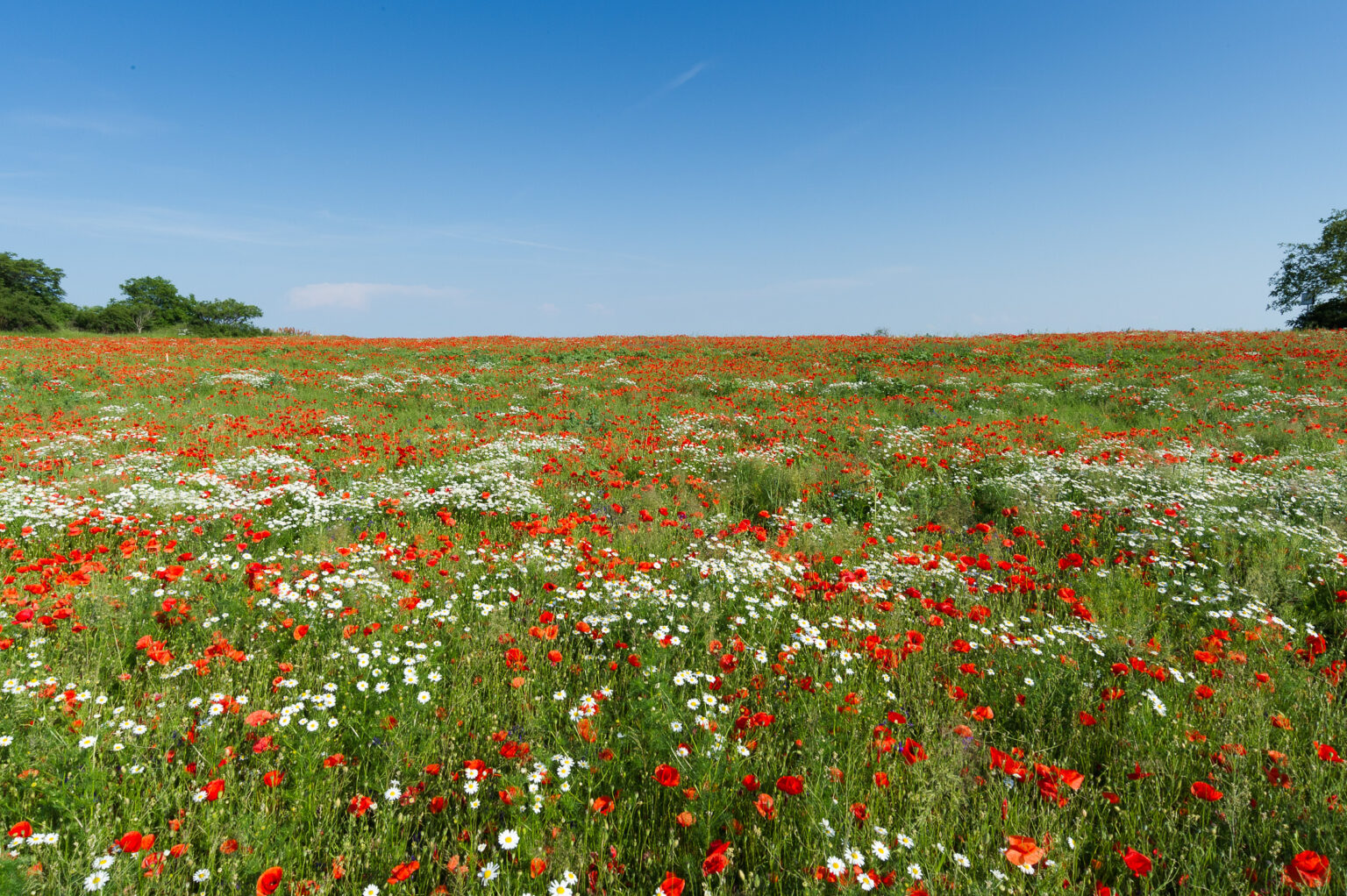 20130616-_D3S9515-Bearbeitet.jpg
