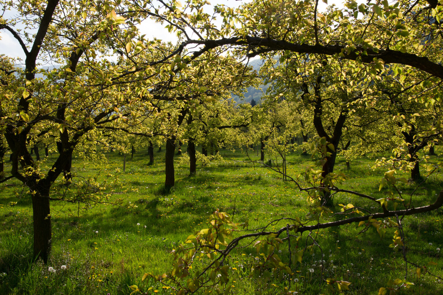 Nach der Marillenblüte
